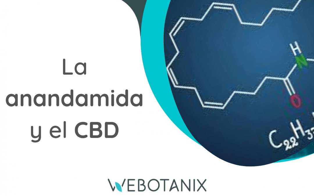 La anandamida y el CBD · WeBotanix