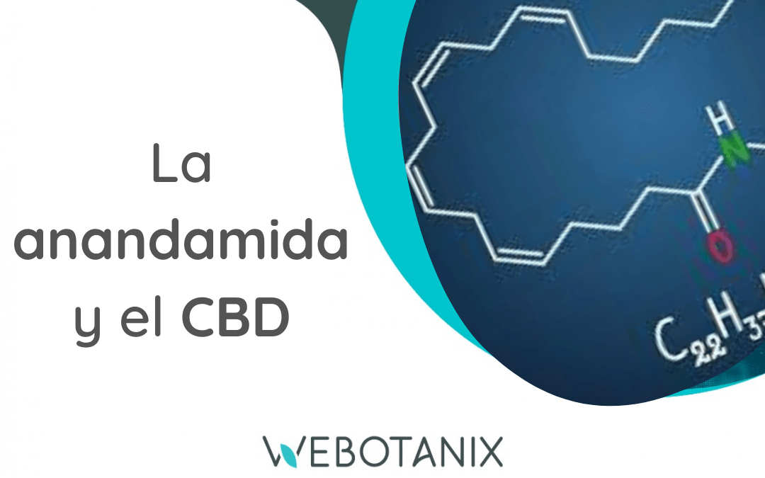 Anandamida, el endocannabinoide que nos hace felices