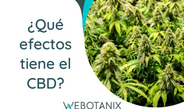 cbd-efectos-beneficios