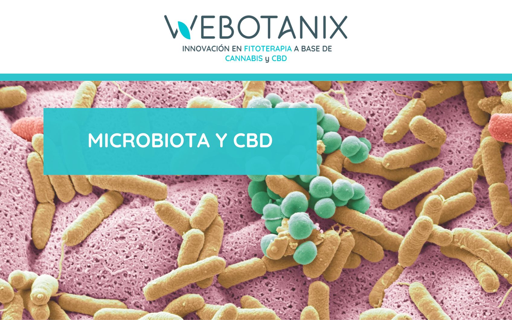 microbiota y cbd