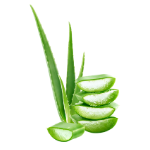 Icono de Aloe vera