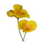 Icono de Amapola de California