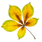 Icono de Castaño de indias