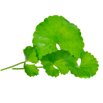 Icono de Centella asiática