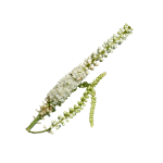 Icono de Cimicífuga