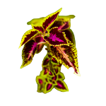 Icono de Coleus forshkolii