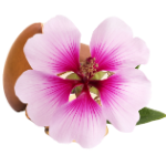 Icono de Aceite Esencial de Geranio