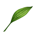 Icono de Griffonia simplicifolia (5-HTP)