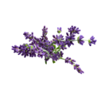 Icono de Aceite Esencial de Lavanda