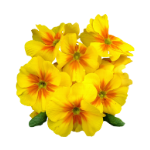 Icono de Aceite de Onagra