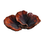Icono de Reishi