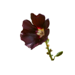 Icono de Rhodiola Rosea