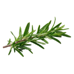 Icono de Aceite esencial de romero