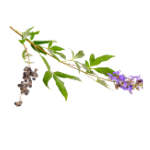 Icono de Sauzgatillo (Vitex agnus-castus)
