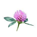 Icono de Trébol rojo