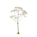 Icono de Valeriana