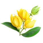 Icono de Aceite esencial Ylang-ylang