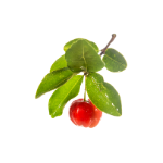 Icono de Acerola