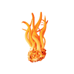 Cordyceps