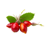 Icono de Rosa Mosqueta