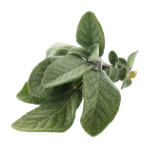 Icono de Extracto de salvia