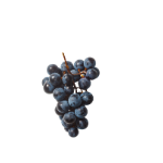 Icono de Polifenoles de uva
